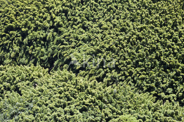 Bamboo (Bambusa spec.)