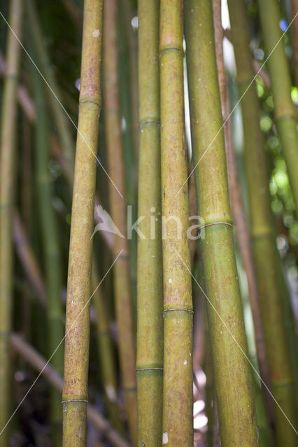 Bamboo (Bambusa spec.)
