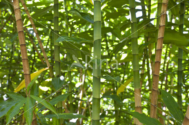 Bamboo (Bambusa spec.)