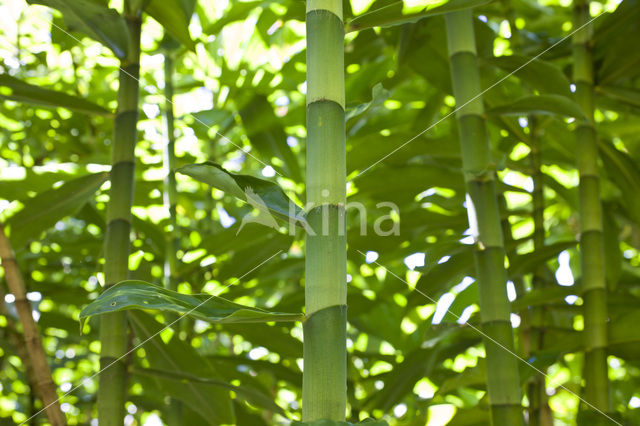 Bamboo (Bambusa spec.)