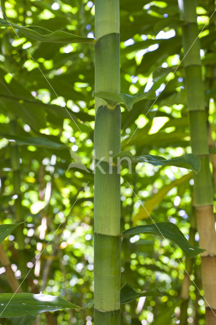Bamboo (Bambusa spec.)