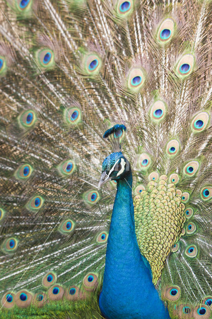 Blauwe pauw (Pavo cristatus)