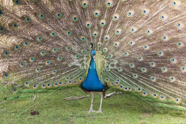 Blauwe pauw (Pavo cristatus)