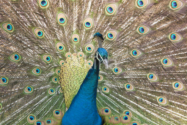 Blauwe pauw (Pavo cristatus)