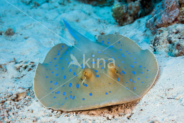 Blue-spotted Stingray (Taeniura lymma)