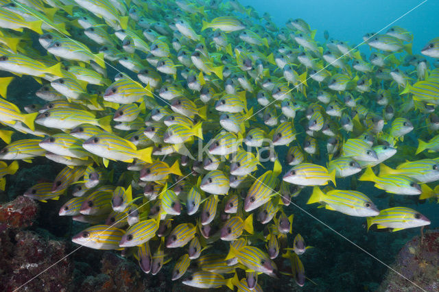 Blauwgestreepte Snapper (Lutjanus kasmira )