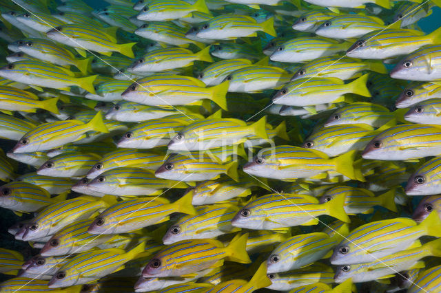 Blauwgestreepte Snapper (Lutjanus kasmira )