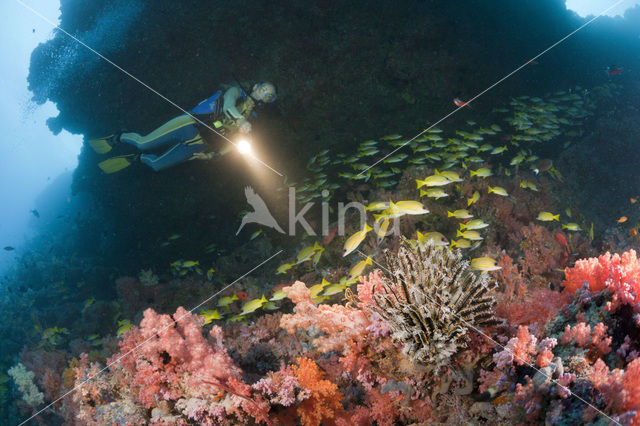 Common bluestripe snapper (Lutjanus kasmira )