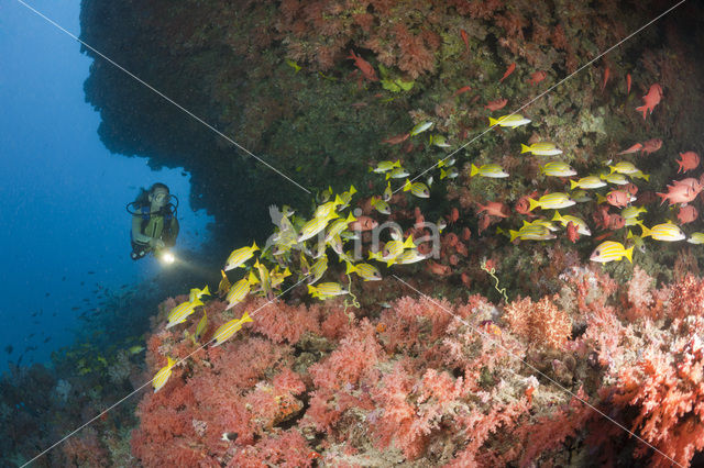 Blauwgestreepte Snapper (Lutjanus kasmira )