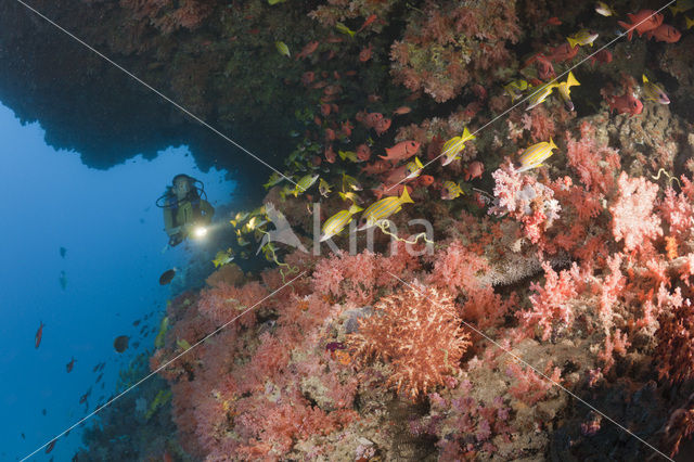 Common bluestripe snapper (Lutjanus kasmira )