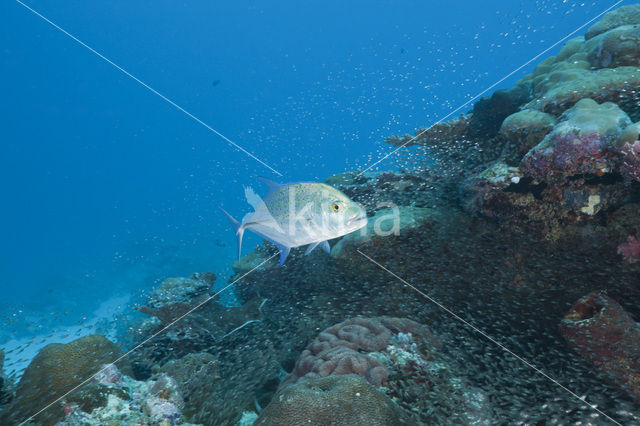 Bluefin trevally