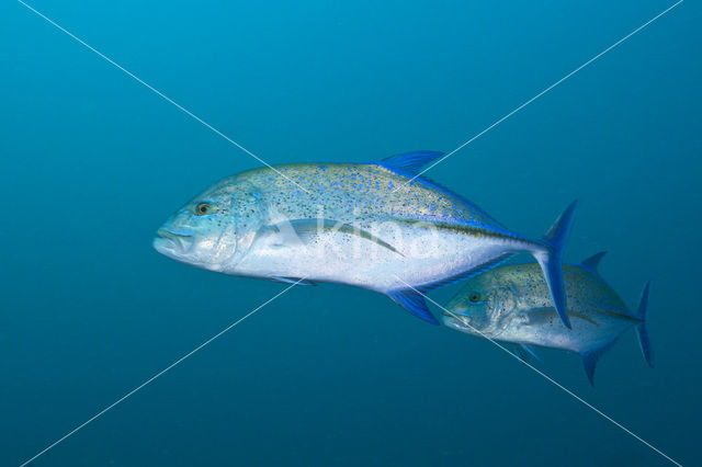 Blauwvin Makreel (Caranx melampygus )