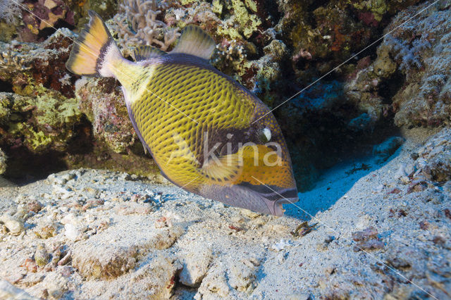 Blauwvin Trekkervis (Balistoides viridescens)