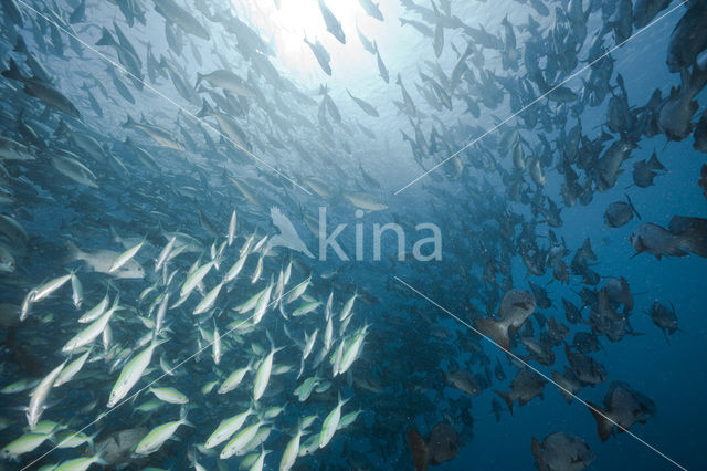 Blue seachub (Kyphosus cinerascens)