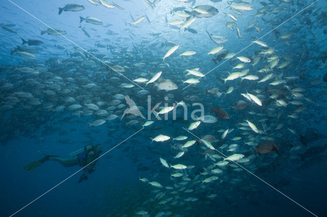 Blue seachub (Kyphosus cinerascens)