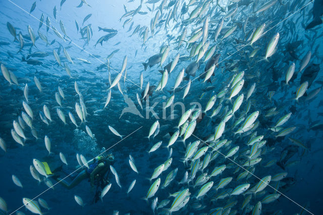 Blue seachub (Kyphosus cinerascens)