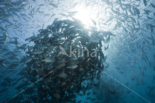 Blue seachub (Kyphosus cinerascens)