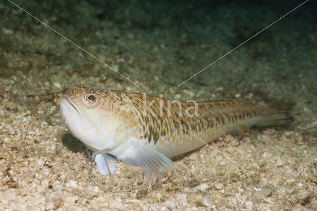 Bonte pieterman (Trachinus radiatus)