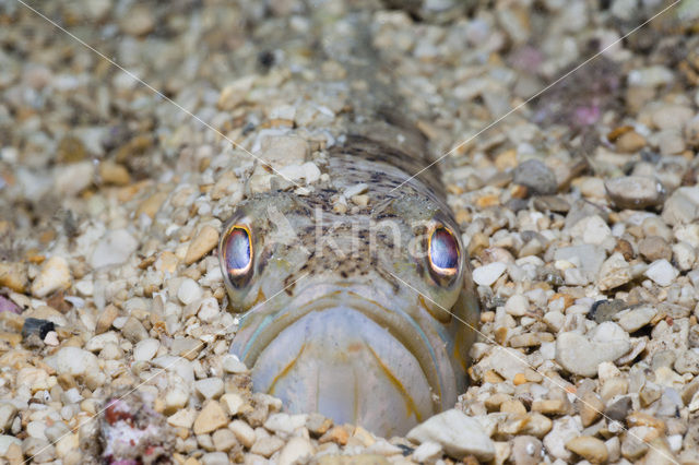 Starry weever (Trachinus radiatus)