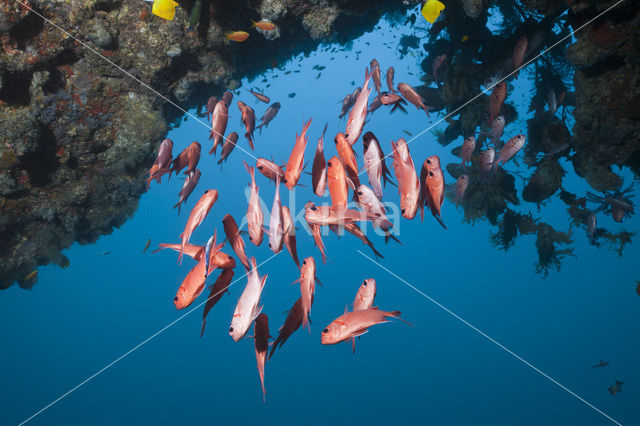 Brick soldierfish (Myripristis amaena)