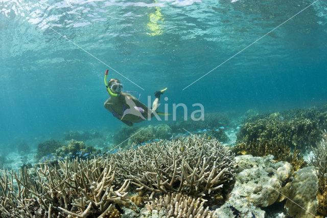 Caroline Islands