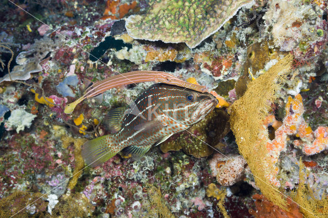 Chinese trompetvis (Aulostomus chinensis)