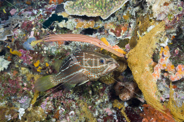 Chinese trompetvis (Aulostomus chinensis)