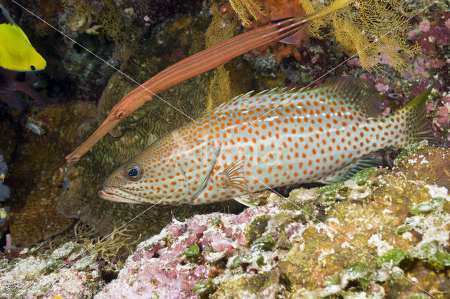 Chinese trompetvis (Aulostomus chinensis)