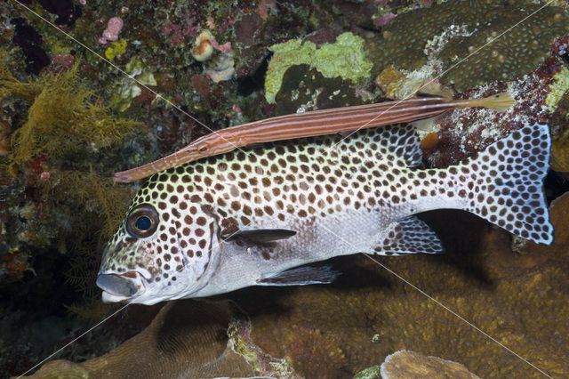 Chinese trompetvis (Aulostomus chinensis)