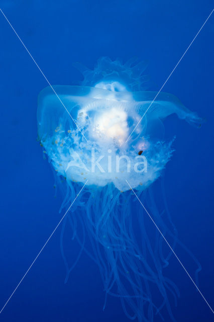 Crown jellyfish (Netrostoma setouchina)