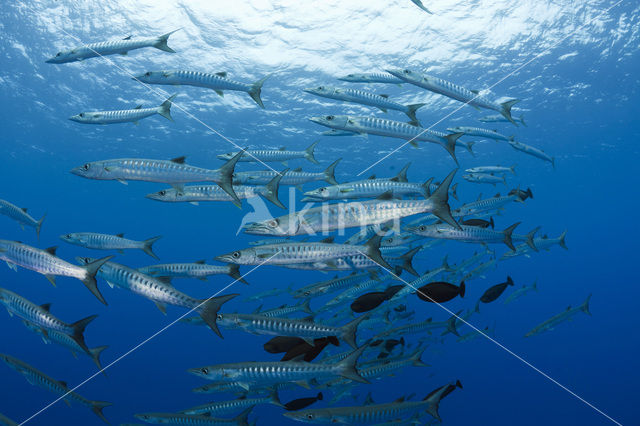 Donkervis Barracuda (Sphyraena qenie)