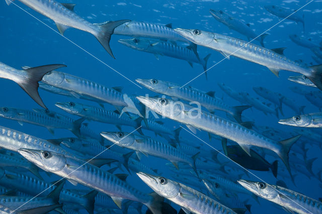 Donkervis Barracuda (Sphyraena qenie)