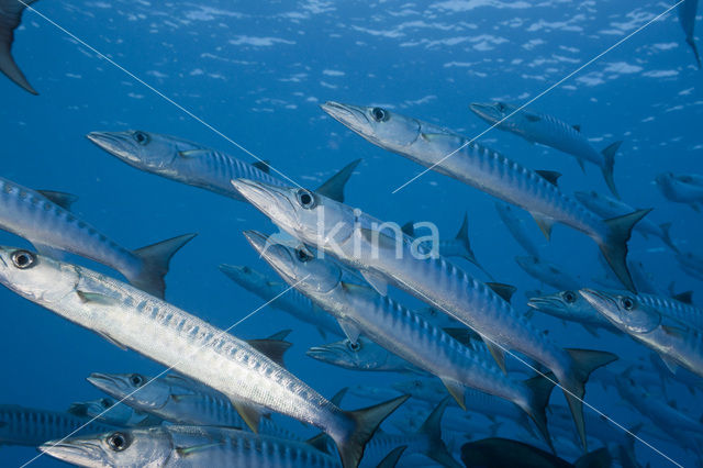 Donkervis Barracuda (Sphyraena qenie)