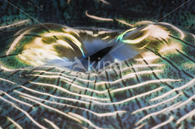 Doopvontschelp (Tridacna squamosa)