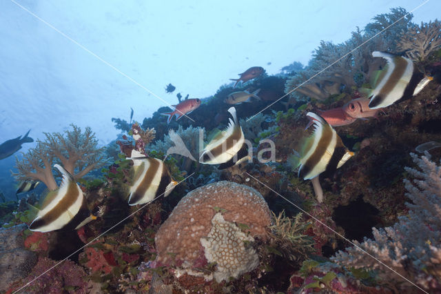 Threeband pennantfish (Heniochus chrysostomus)