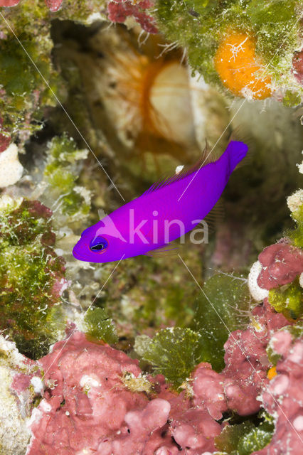 Magenta dottyback (Pseudochromis porphyreus)