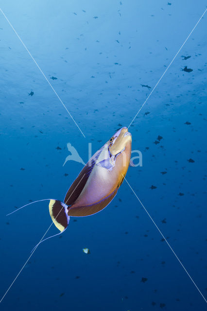 Bignose unicornfish (Naso vlamingii)