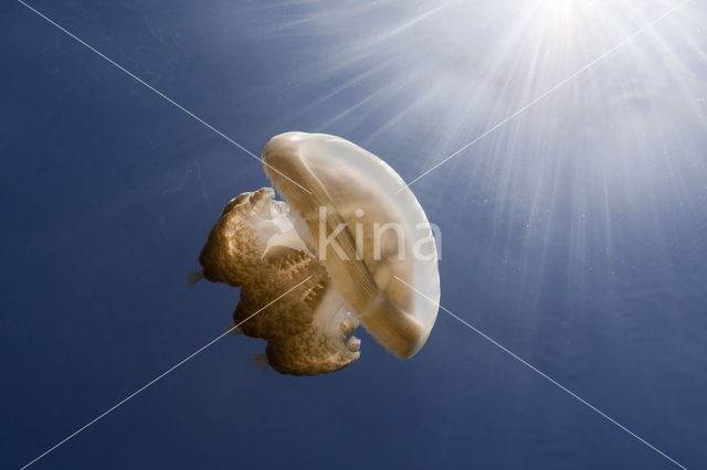 Endemic Mastigias Jellyfish