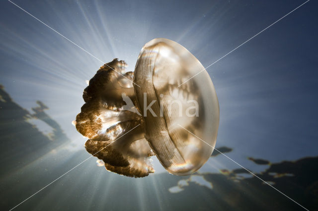 Endemic Mastigias Jellyfish