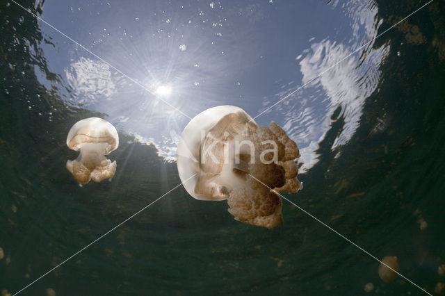 Endemic Mastigias Jellyfish