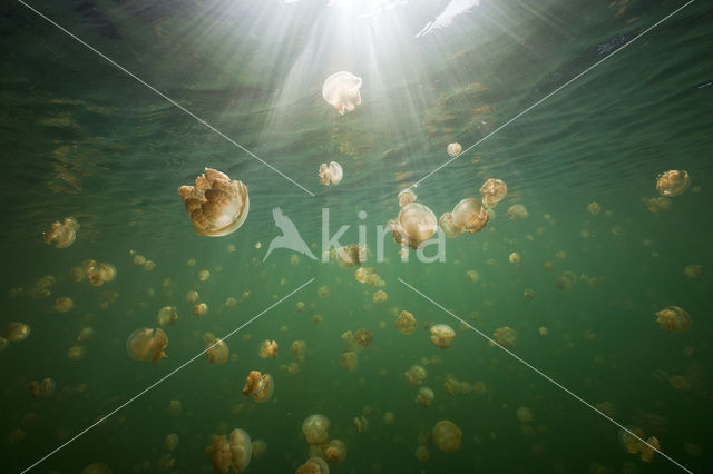 Endemic Mastigias Jellyfish