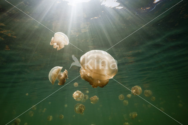 Endemic Mastigias Jellyfish