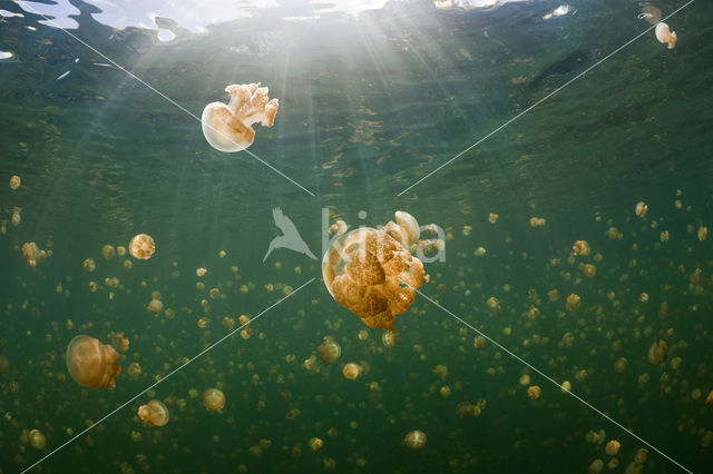 Endemic Mastigias Jellyfish