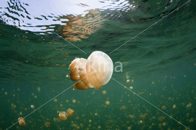 Endemic Mastigias Jellyfish