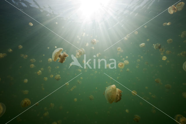 Endemic Mastigias Jellyfish