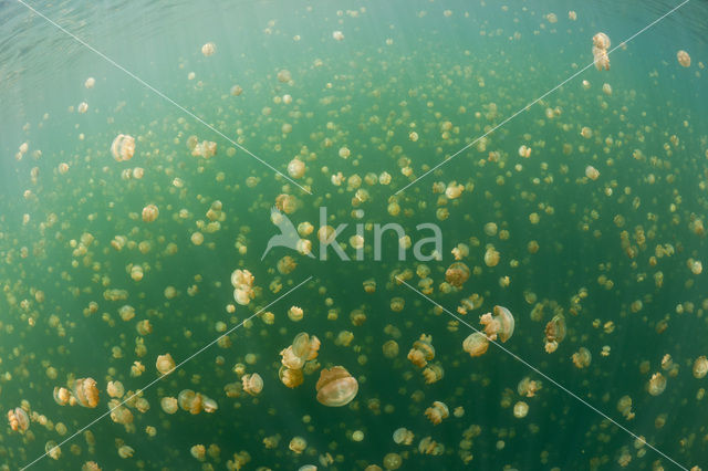 Endemic Mastigias Jellyfish