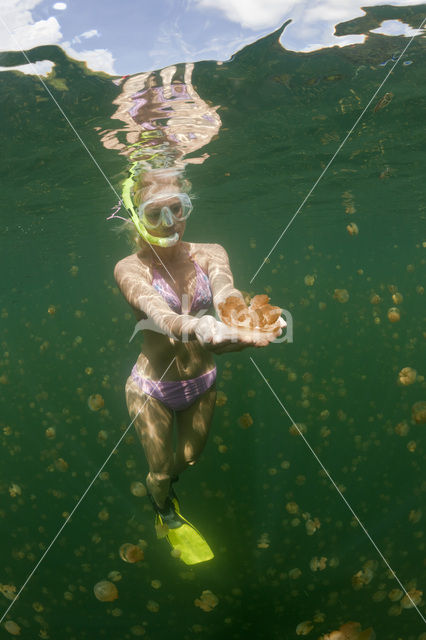 Endemic Mastigias Jellyfish