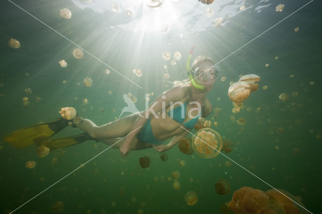 Endemic Mastigias Jellyfish