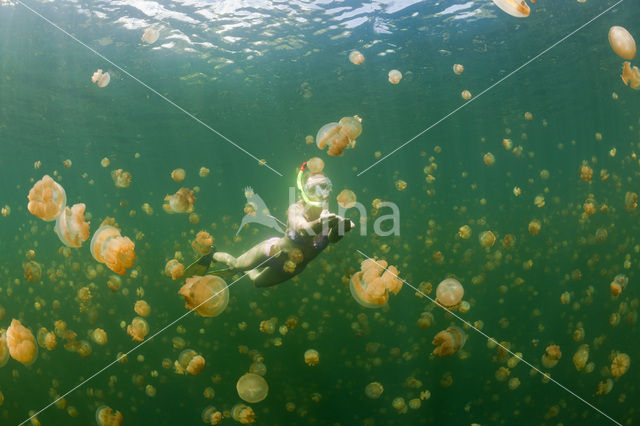 Endemic Mastigias Jellyfish