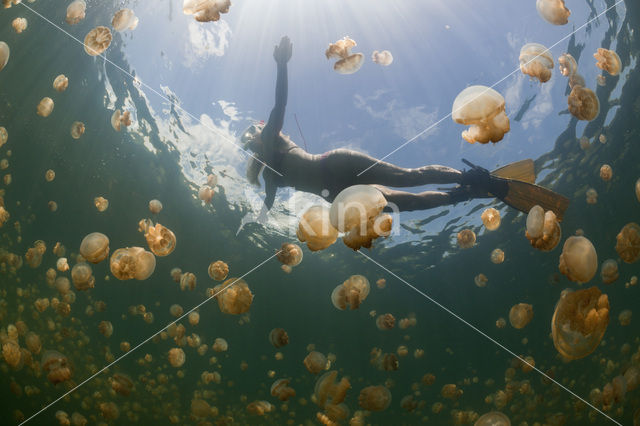 Endemic Mastigias Jellyfish